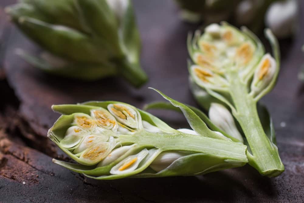 Edible hosta flower buds