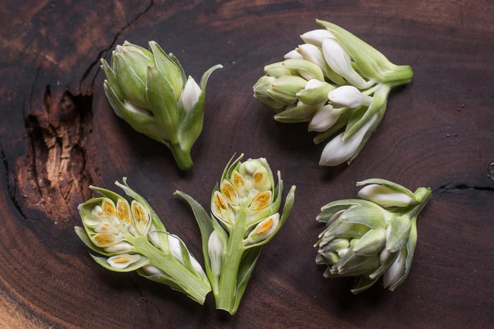 Edible hosta flower buds