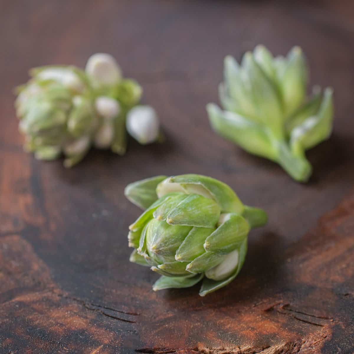 Edible hosta flower buds