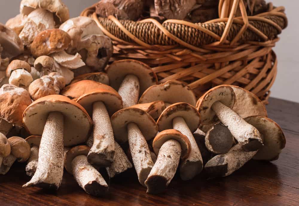 leccinum and porcini mushrooms 2019