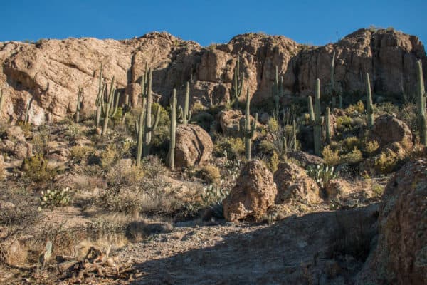 Arizona desert