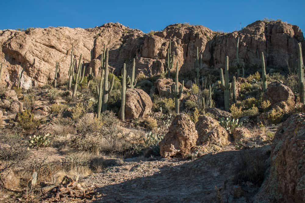 Arizona desert