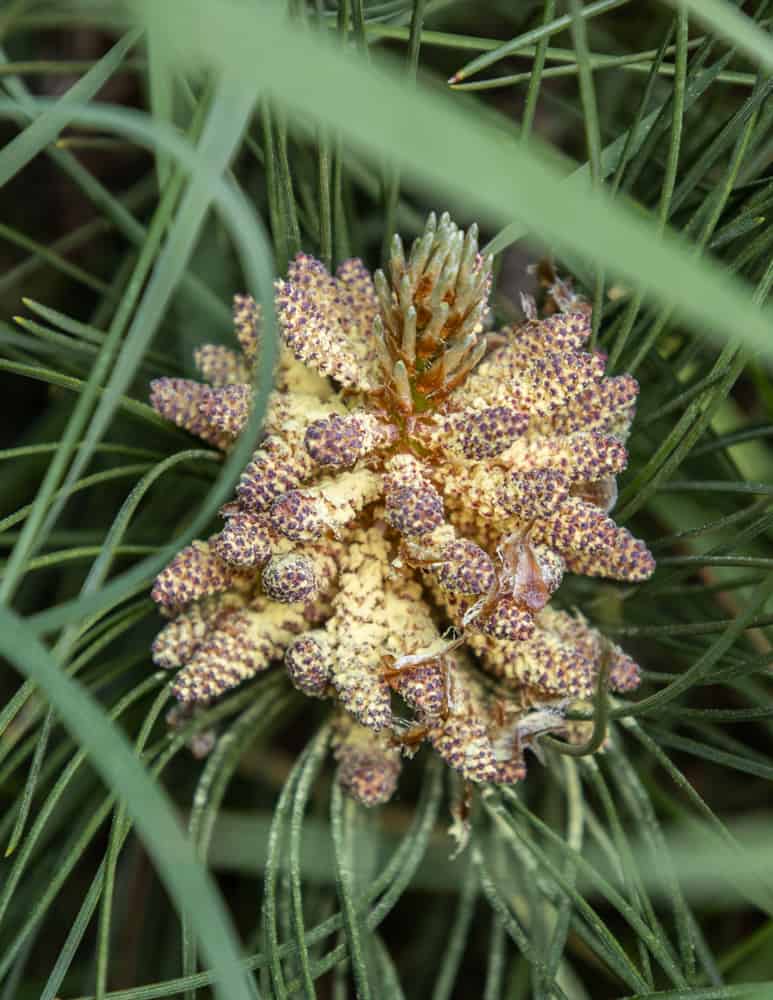Harvesting pine pollen 