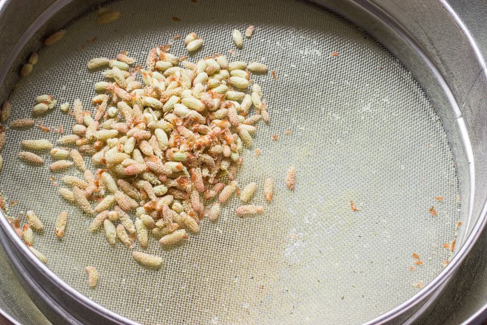 Sifting dried pine catkins to harvest the pine pollen 