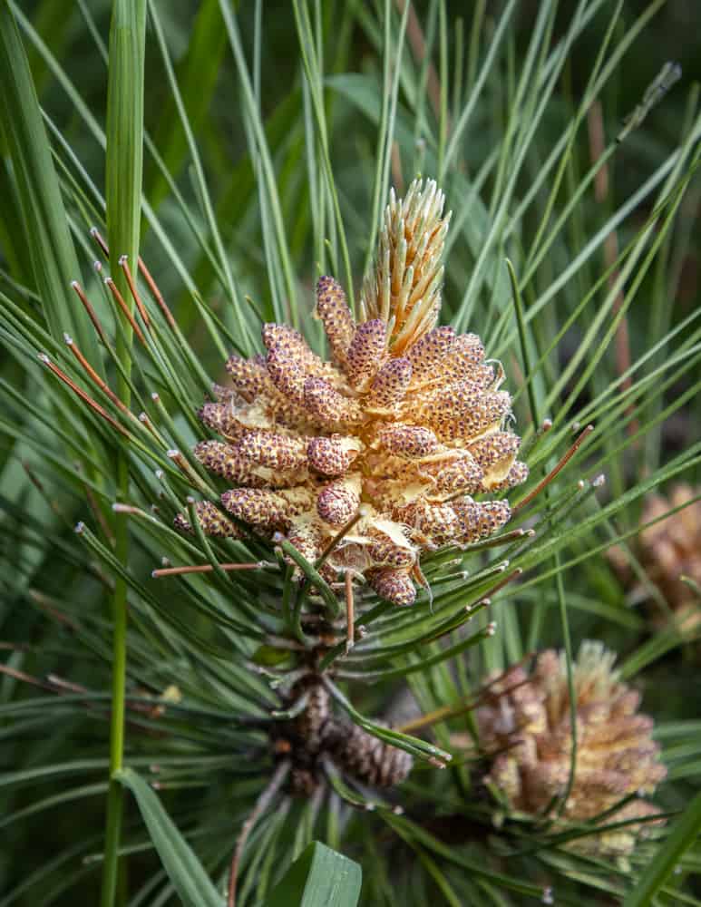 male cones or pine flowers filled with pollen 