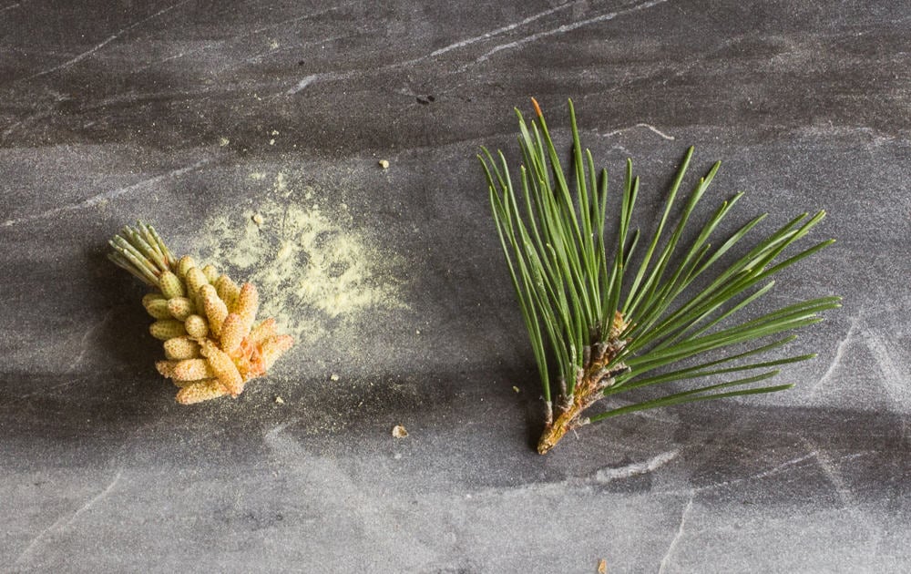 How to harvest pine pollen 