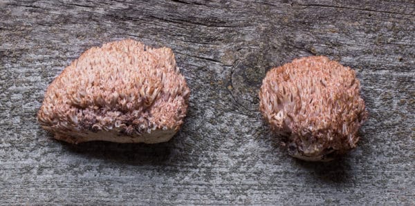 Edible Ramaria botrytis mushrooms