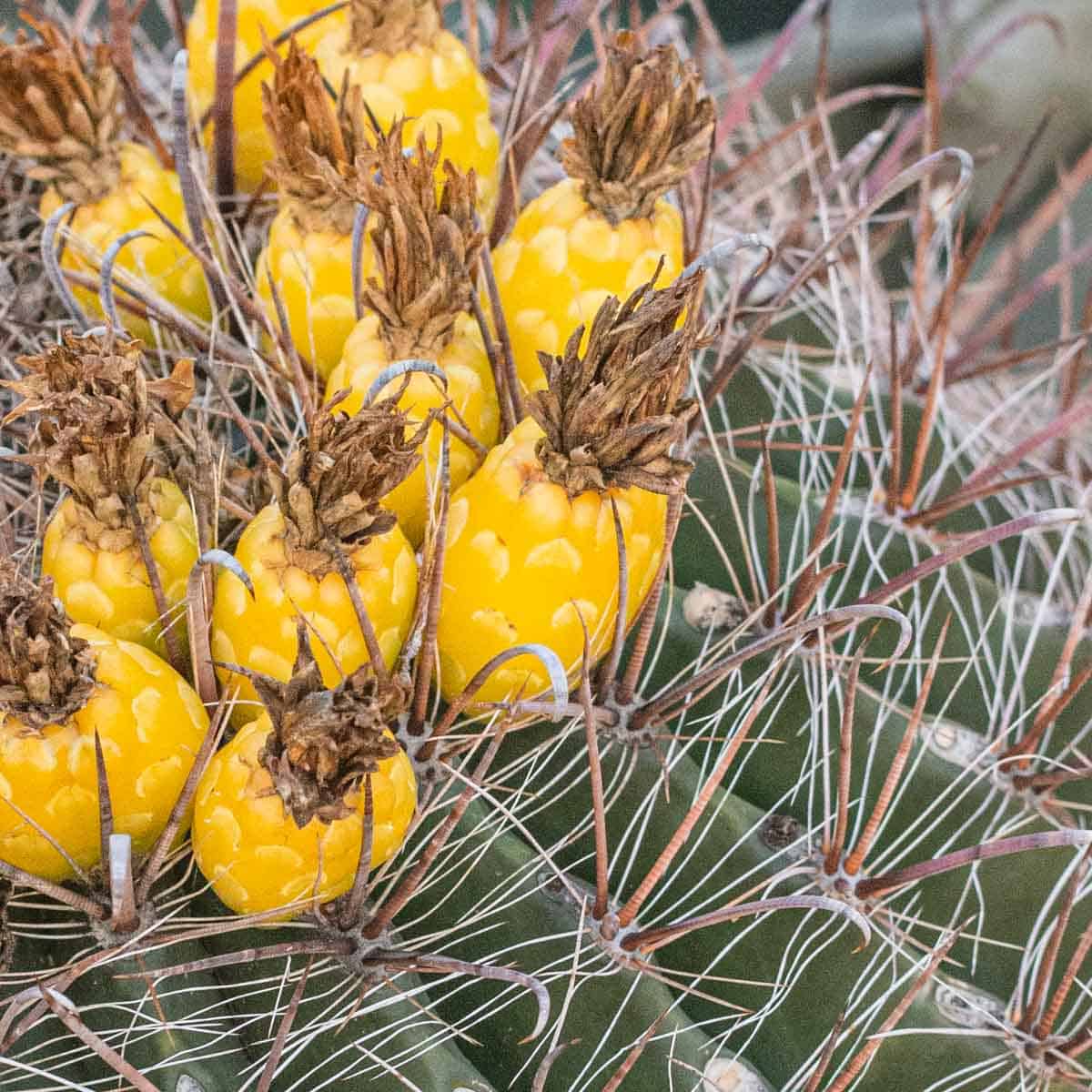 edible barrel cactus buds in the desert. 