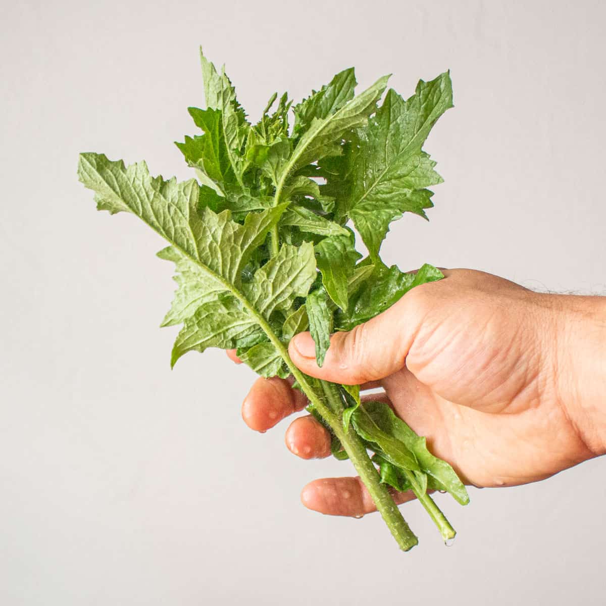 Wild Hedge Mustard Greens, or Sisymbrium - Forager