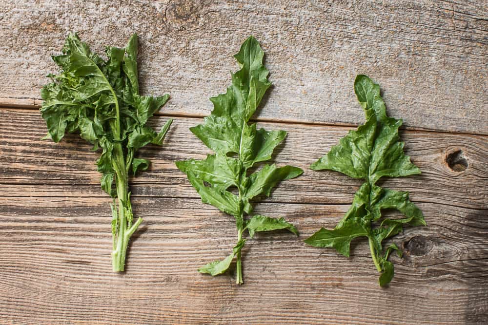 Wild mustard greens Sisymbrium