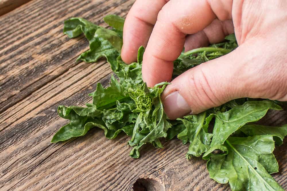 Wild Hedge Mustard Greens, or Sisymbrium - Forager