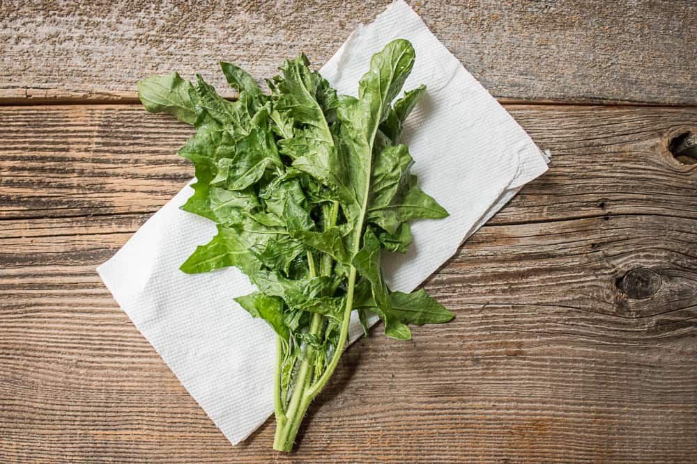 Wild Hedge Mustard Greens, or Sisymbrium - Forager