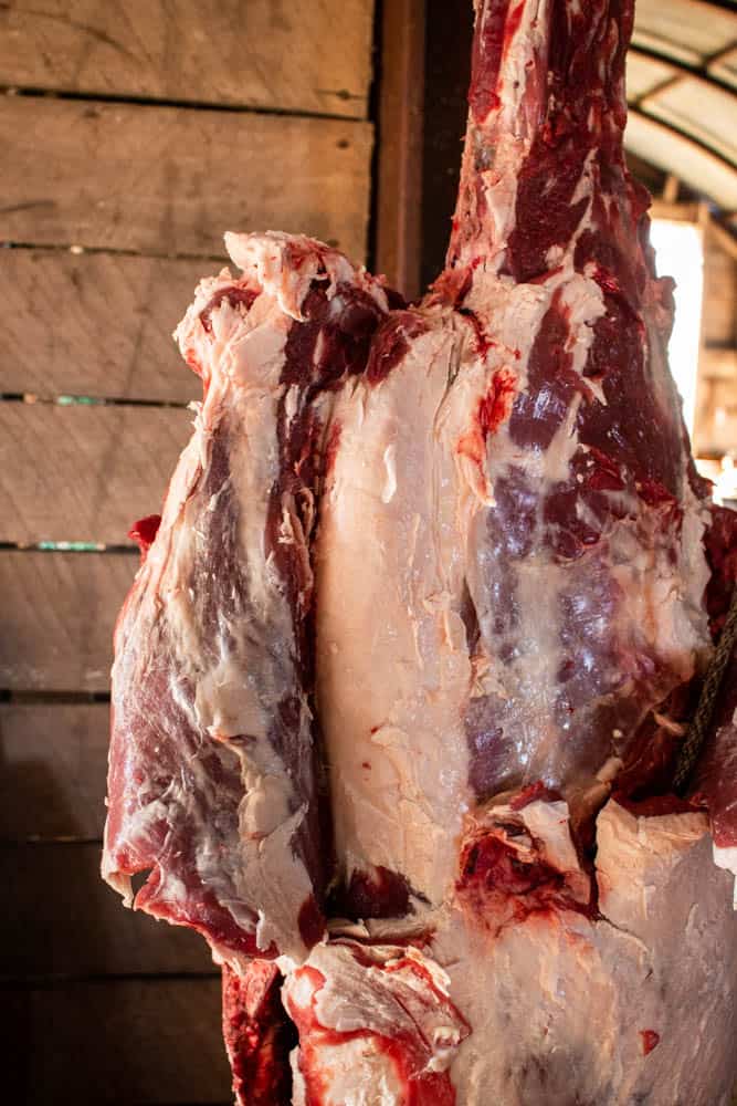 Cutting off venison breast and shoulder meat