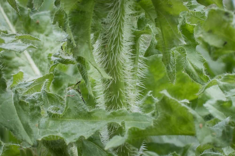 Hairy stem of Sisymbrium wild mustard greens