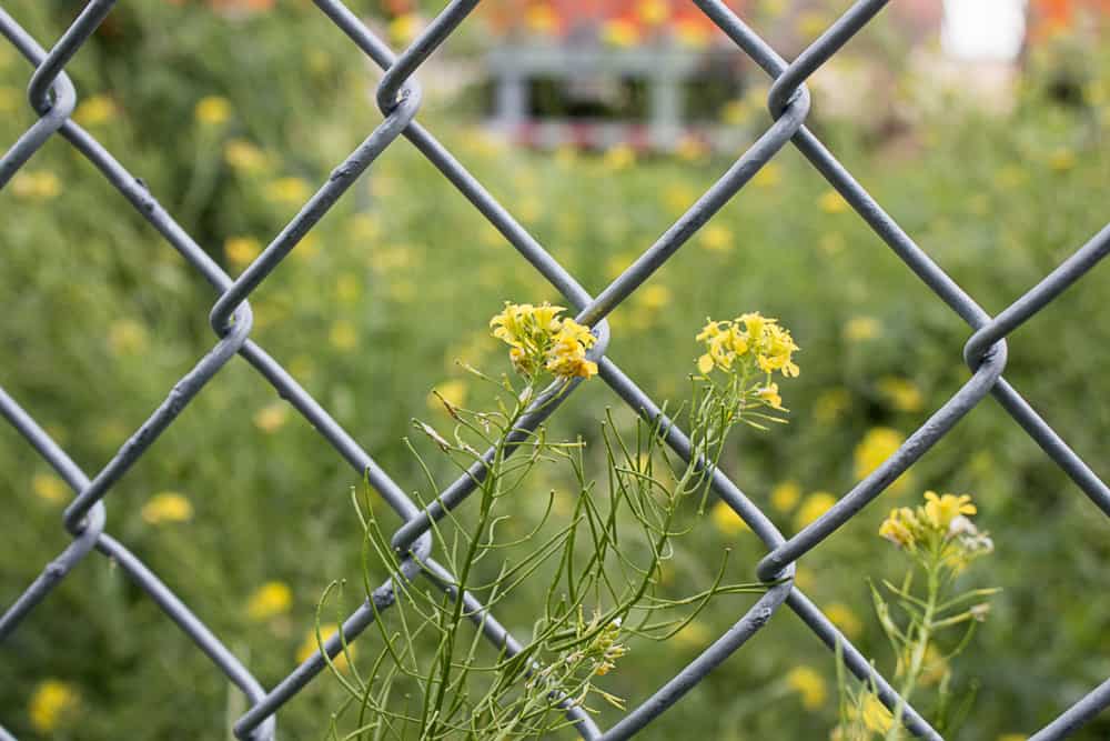 Wild mustard flowers