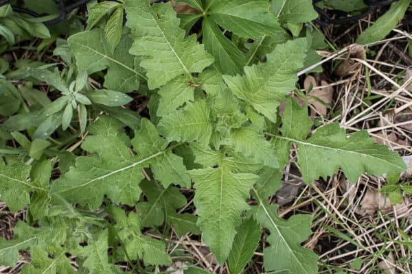 foraging for wild mustard greens