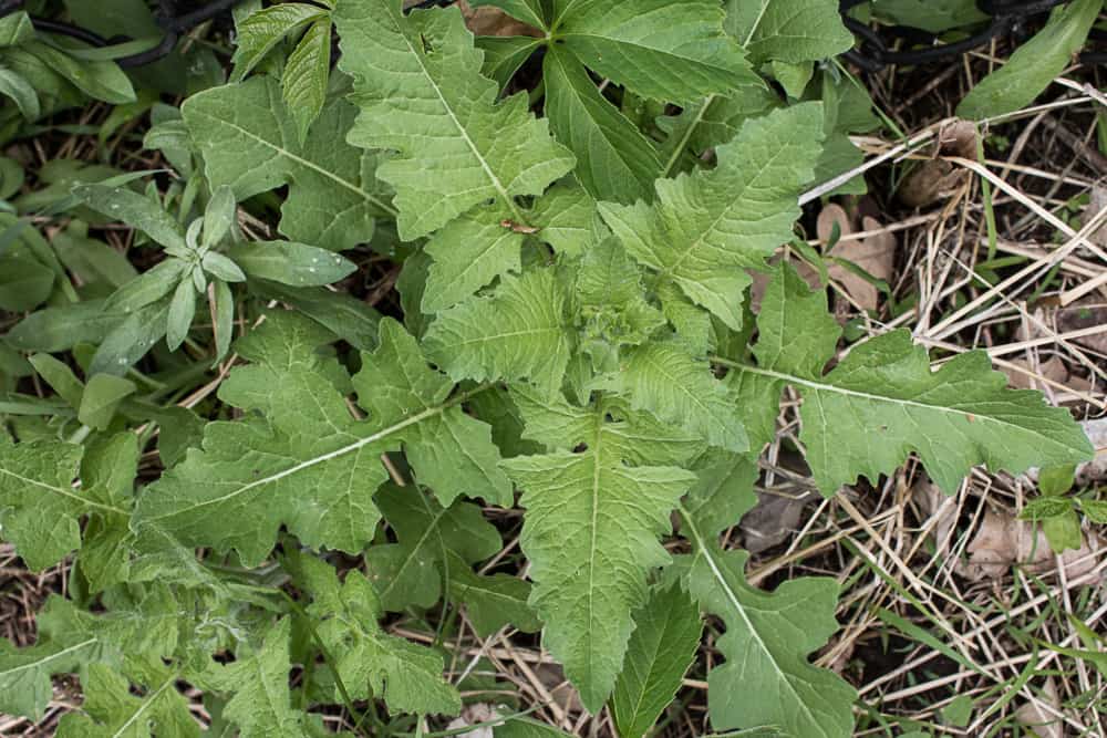 Wild Hedge Mustard Greens, or Sisymbrium - Forager