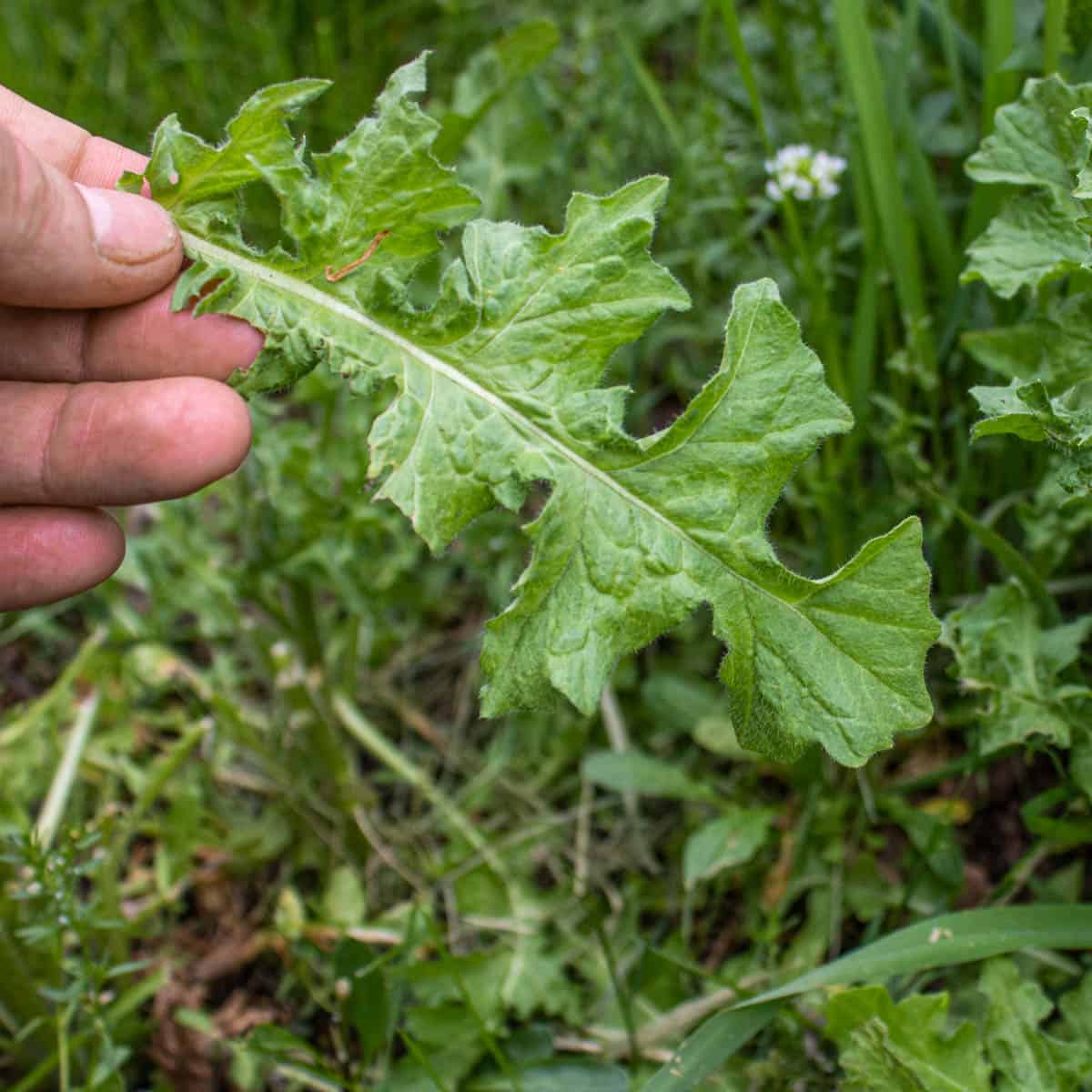 Wild mustard green leaves