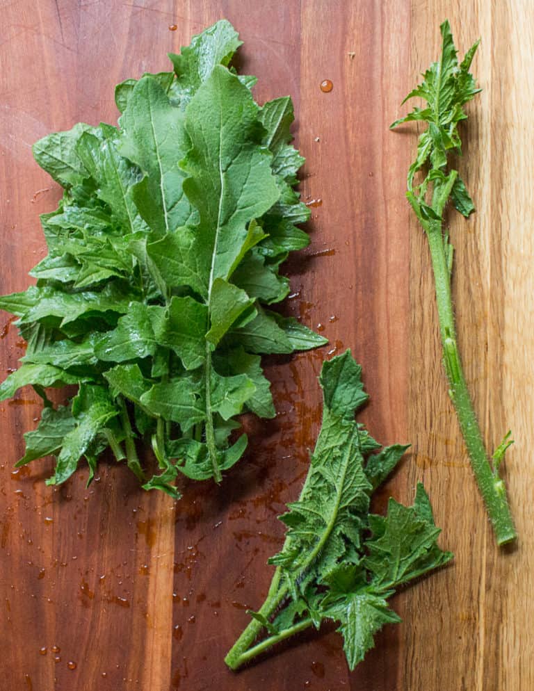 Wild Hedge Mustard Greens, or Sisymbrium Forager Chef