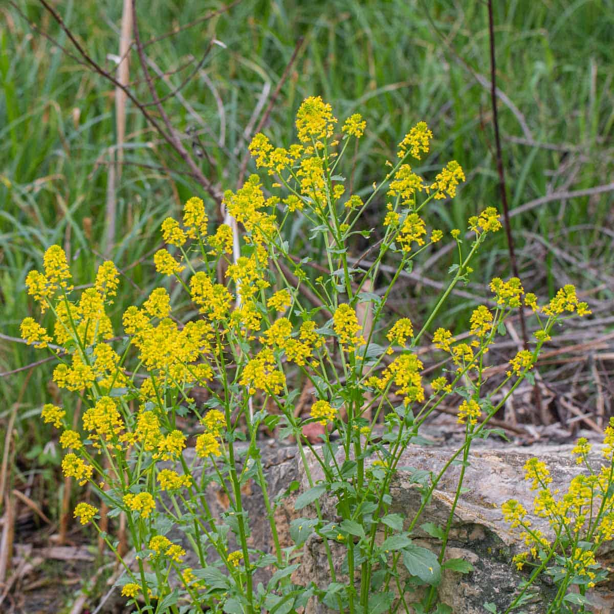 Barbarea vulgaris or bittercress, yellow rocket