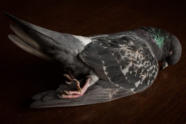 Pigeon or squab