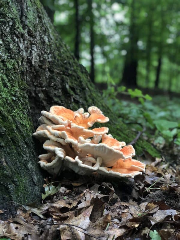 Laetiporus cincinnatus Chicken of the woods mushroom (1)