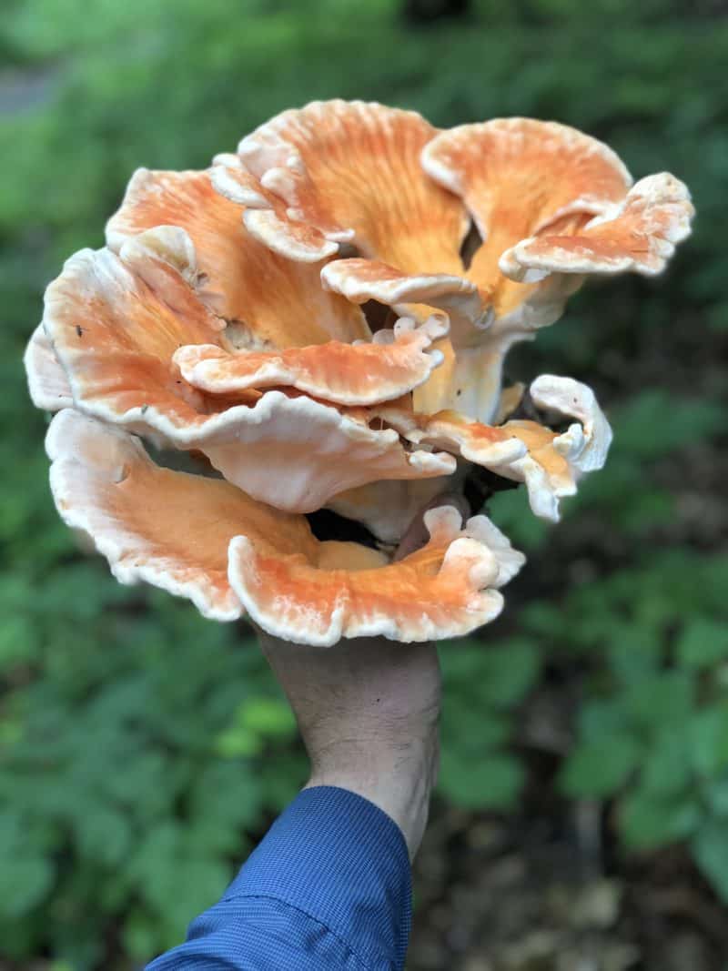 Laetiporus cincinnatus Chicken of the woods mushroom (1)