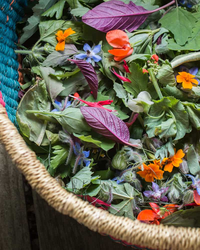 foraged salad greens