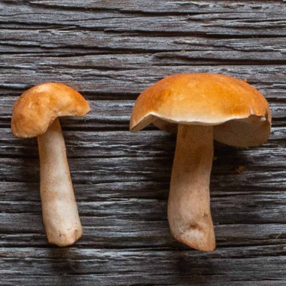 Young chestnut boletes showing their convex caps 