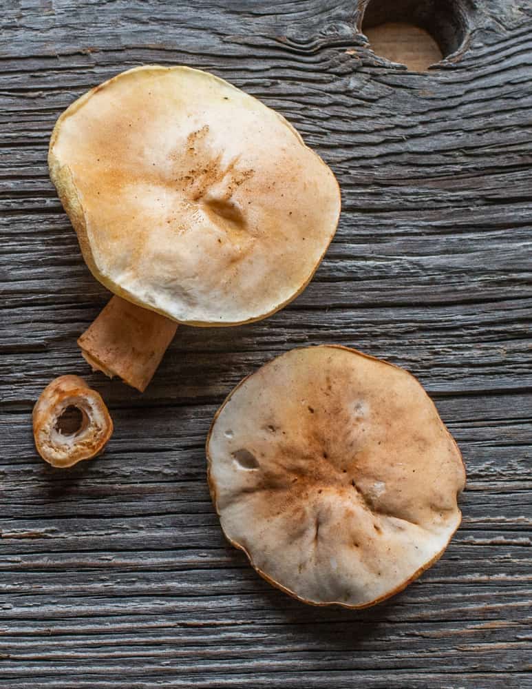 Mature chestnut boletes showing the hollow stem 