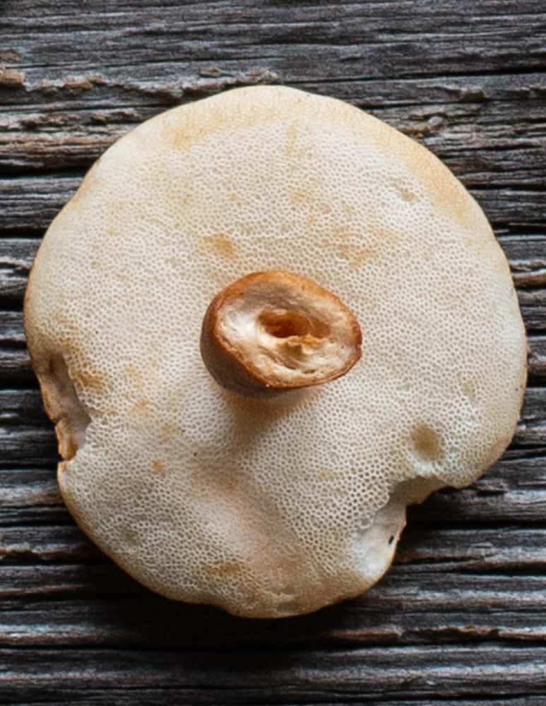 Close up of the pores of a chestnut bolete mushroom 