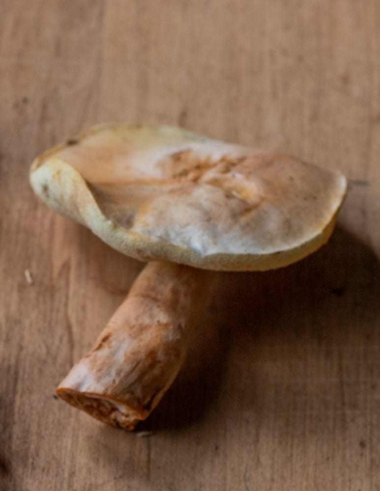 a mature chestnut bolete mushroom 