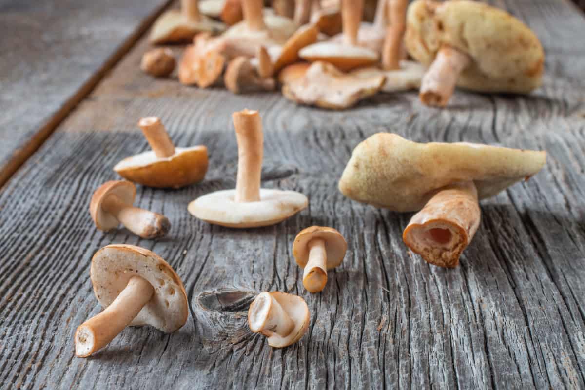 A few different chestnut boletes of different ages arranged on a wood background 