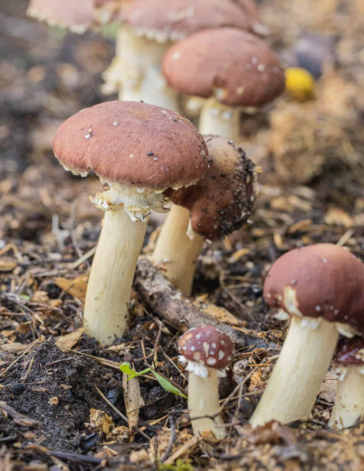 A Stropharia rugosoannulata mushroom growing from a wood chip pile 