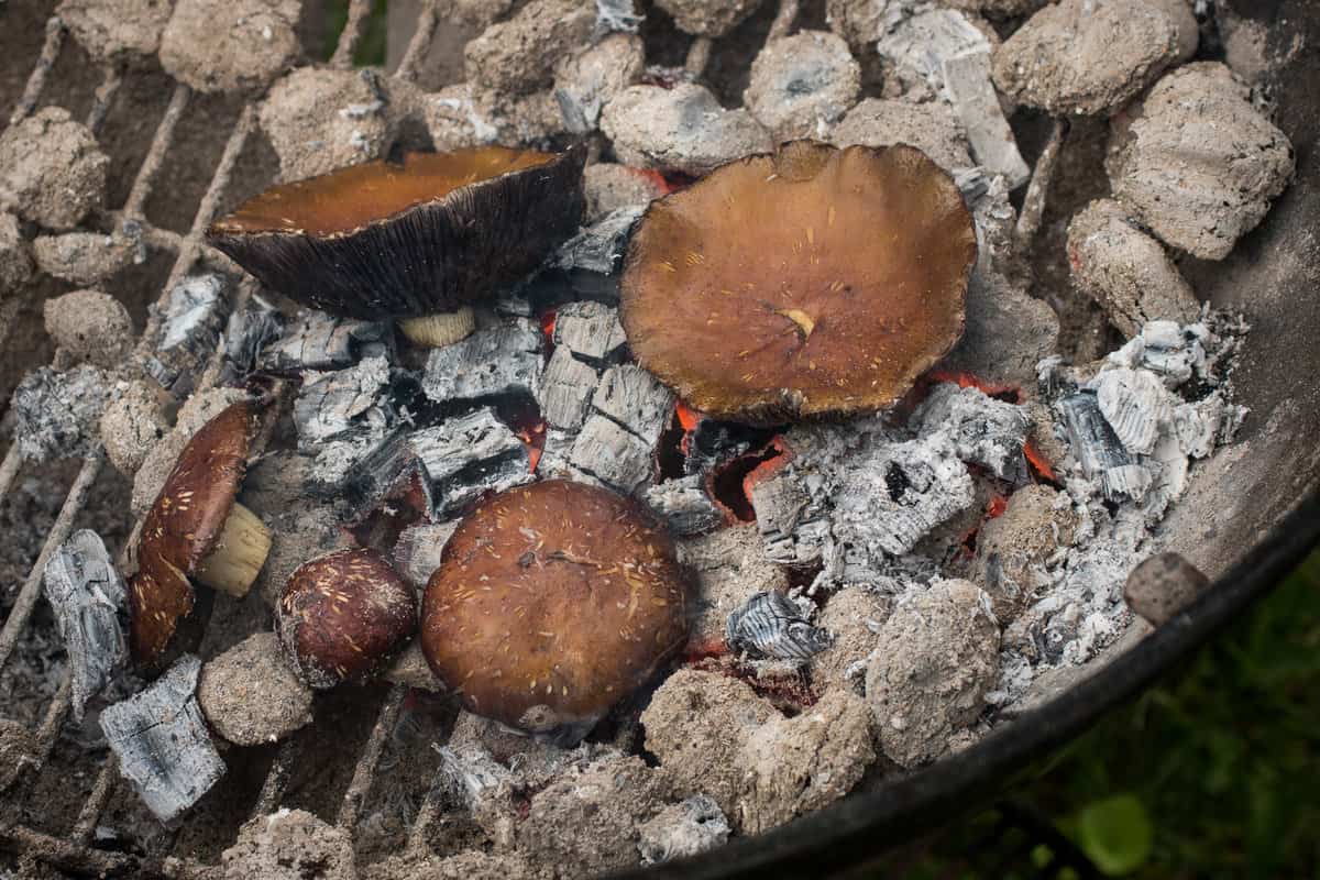 Stropharia or wine cap mushrooms cooked in embers with crushed parsley and garlic sauce