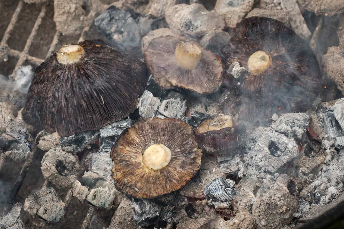 Cooking wild mushrooms in wood embers