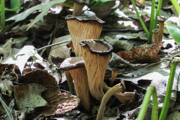 Black Trumpet Mushrooms or Craterellus fallax