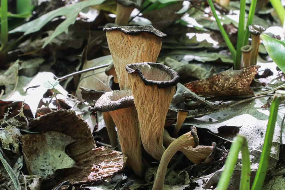 Black Trumpet Mushrooms or Craterellus fallax 