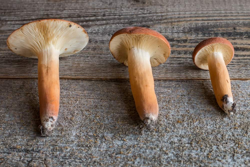 Lactifluus volemus or the voluminous milky cap or tawny milkcap