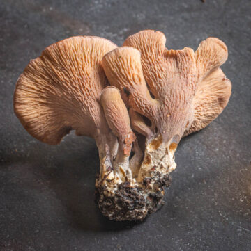 Pig ear mushrooms or gomphus clavatus