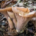 Pseudocraterellus pseudoclavatus, a rare pig ear mushroom growing with oak