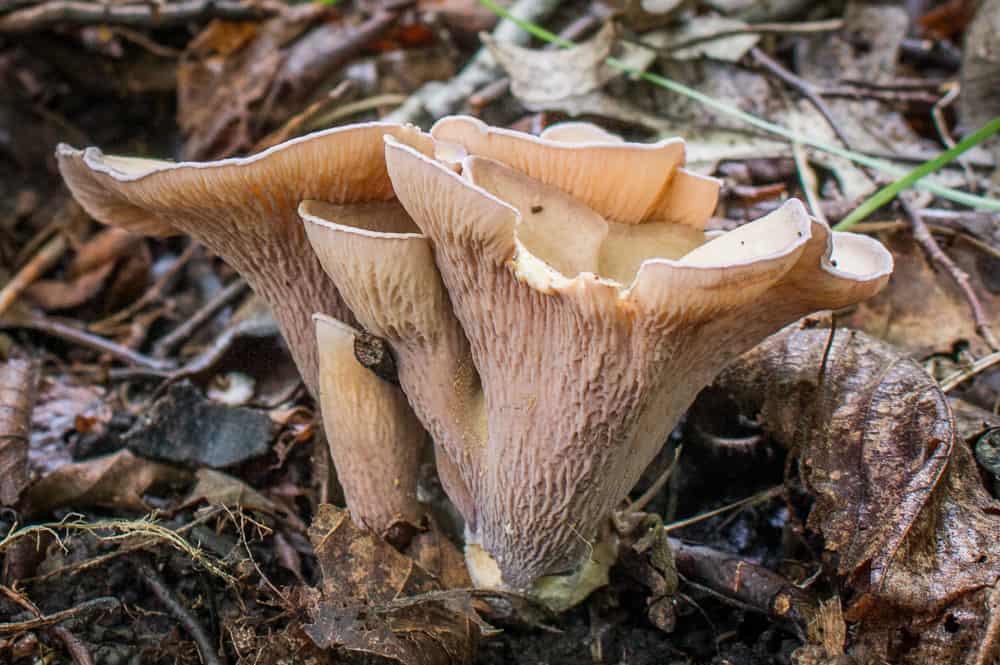 Pseudocraterellus pseudoclavatus, a rare pig ear mushroom growing with oak