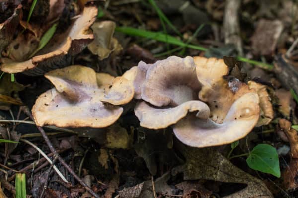 Pseudocraterellus pseudoclavatus, a rare pig ear mushroom or gomphus clavatus growing with oak