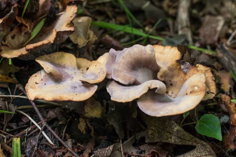 Pseudocraterellus pseudoclavatus, a rare pig ear mushroom or gomphus clavatus growing with oak