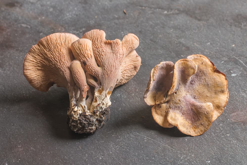 Pseudocraterellus pseudoclavatus, a rare pig ear mushroom or gomphus clavatus growing with oak