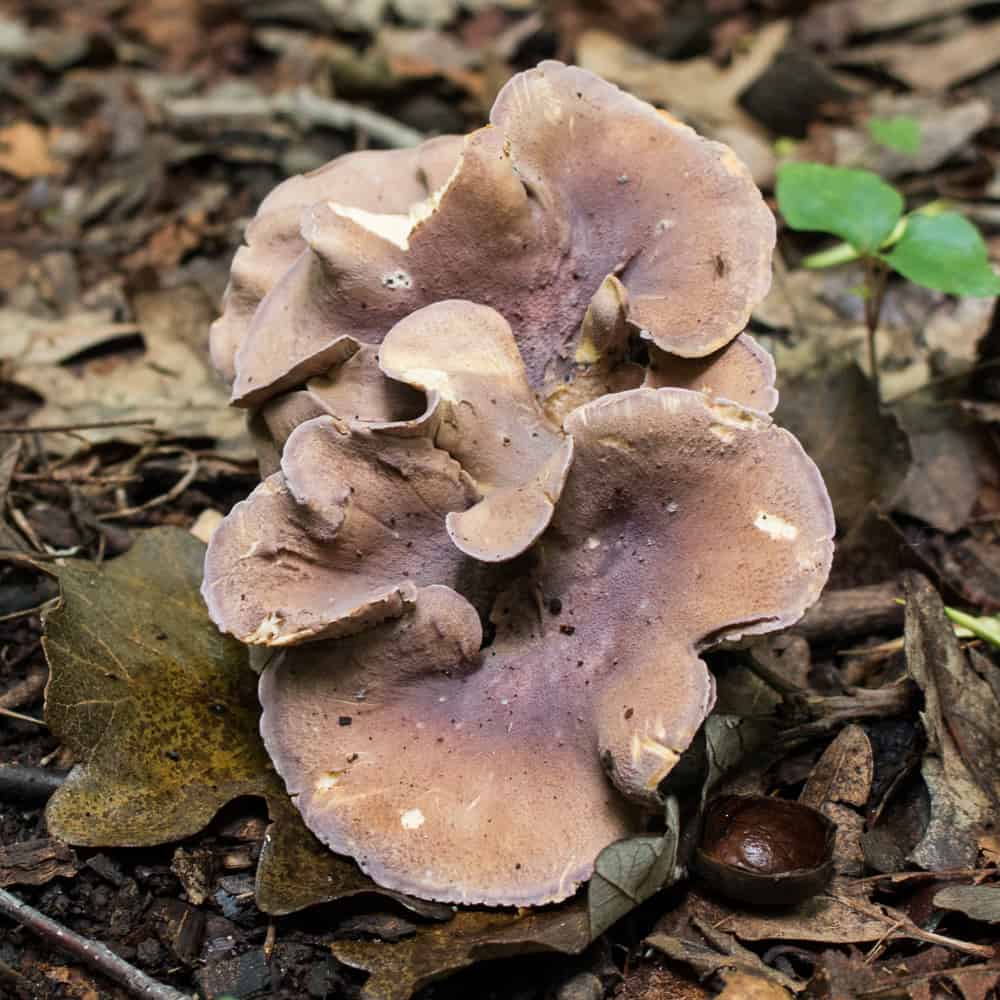 Pseudocraterellus pseudoclavatus, a rare pig ear mushroom or gomphus clavatus growing with oak