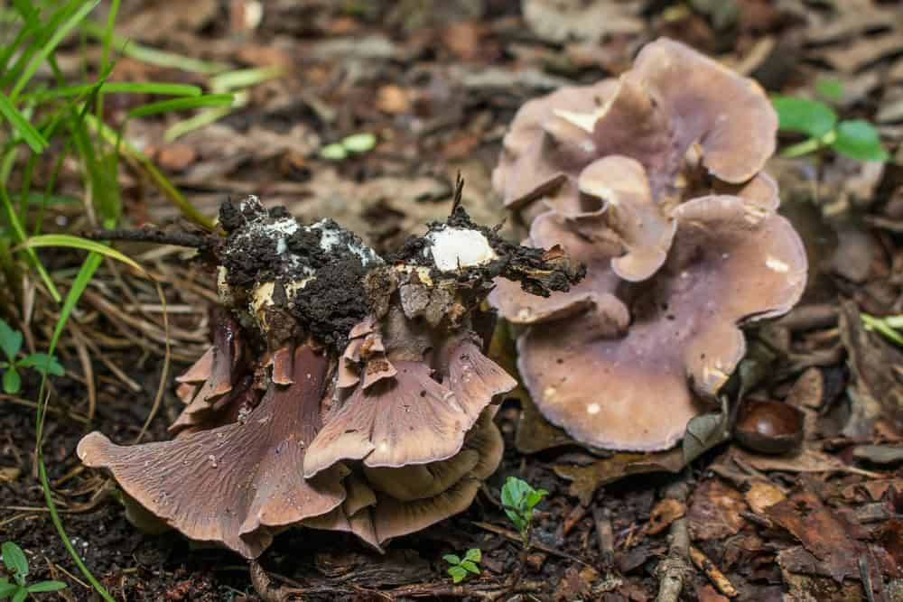 Pseudocraterellus pseudoclavatus, a rare pig ear mushroom or gomphus clavatus growing with oak