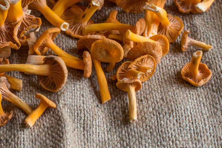 Yellowfoot Chanterelle Broth