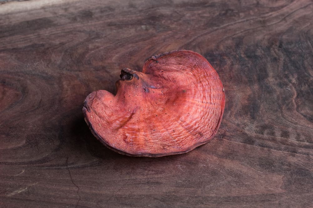 Beefsteak mushroom, oxtongue fungus or Fistulina hepatica