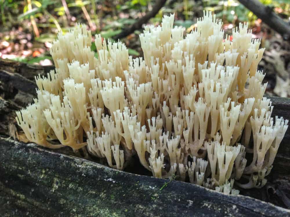 Artomyces phyxidatus or crown tipped coral mushrooms 